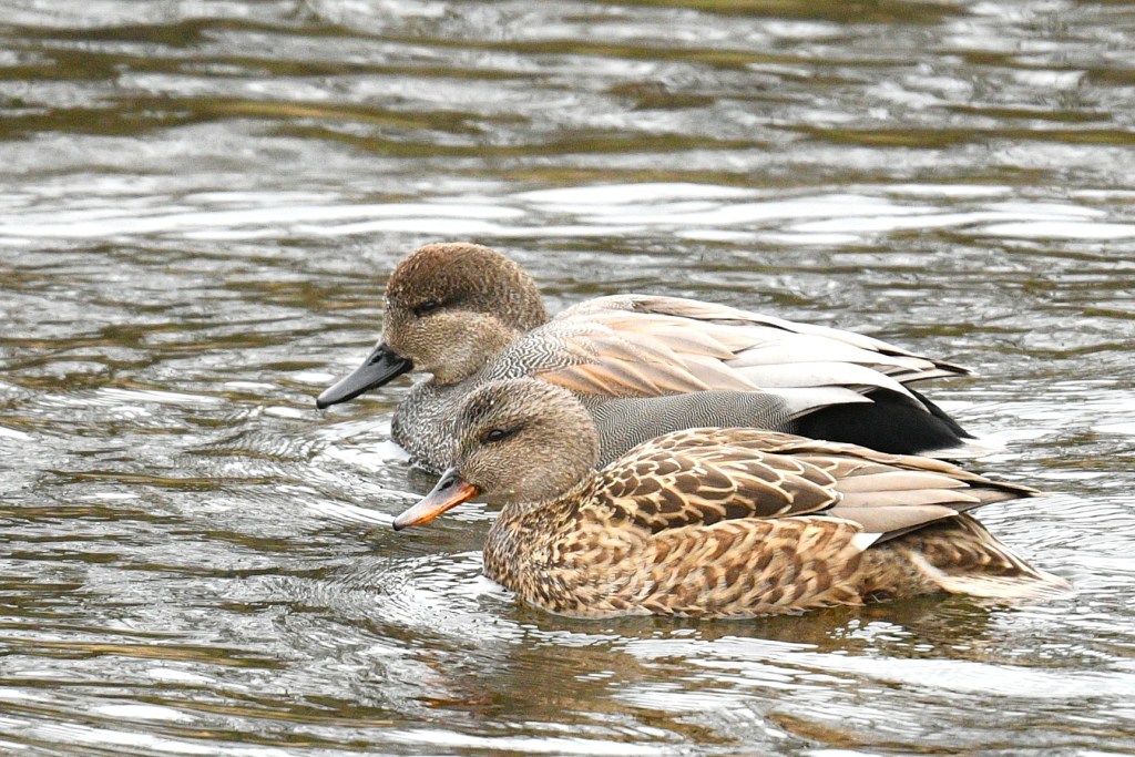 iN PHOTOS: Ducks you can spot year-round in Thompson-Okanagan | iNFOnews.ca