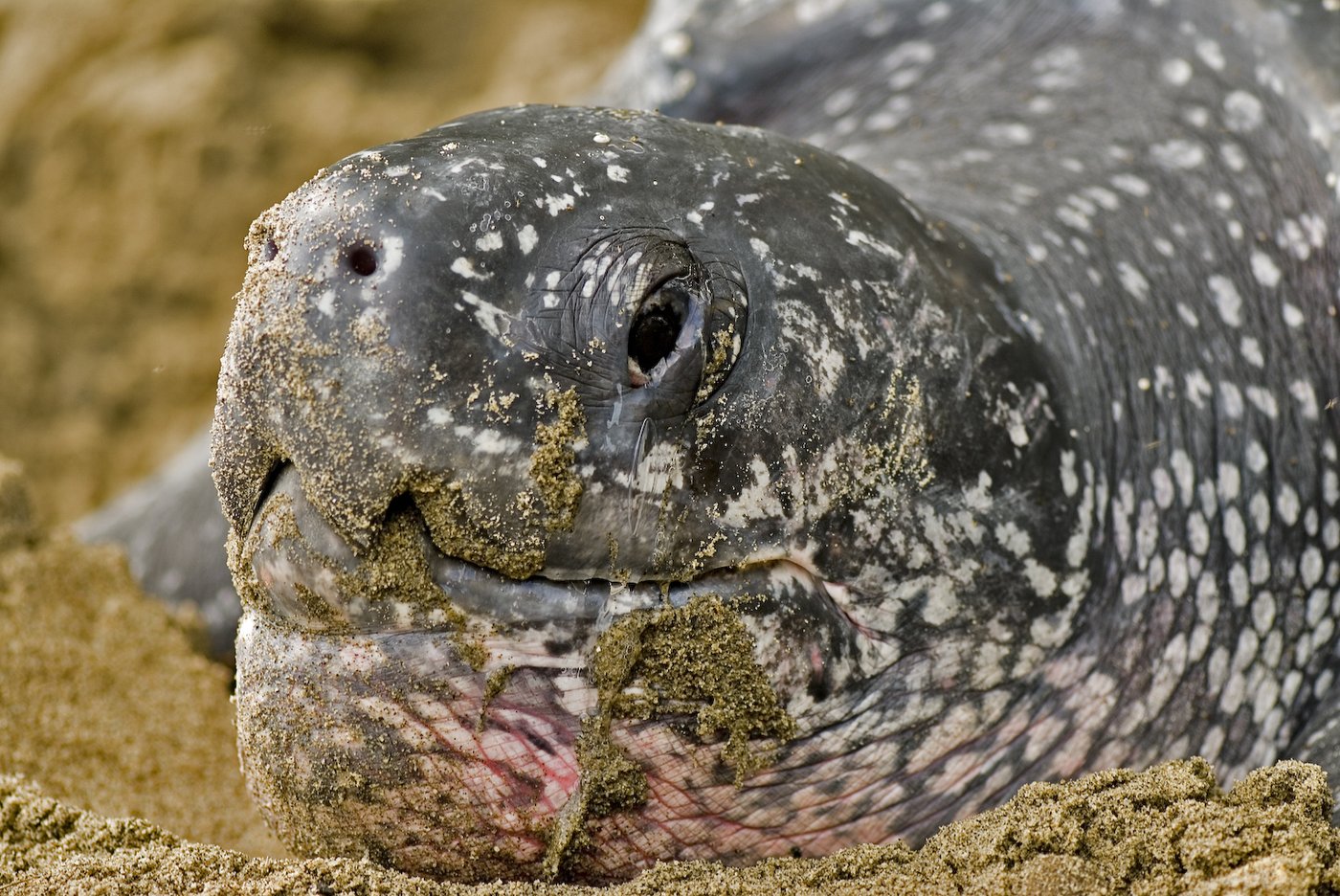 Endangered sea turtle populations show signs of recovery in more than half the world, survey finds | iNFOnews.ca