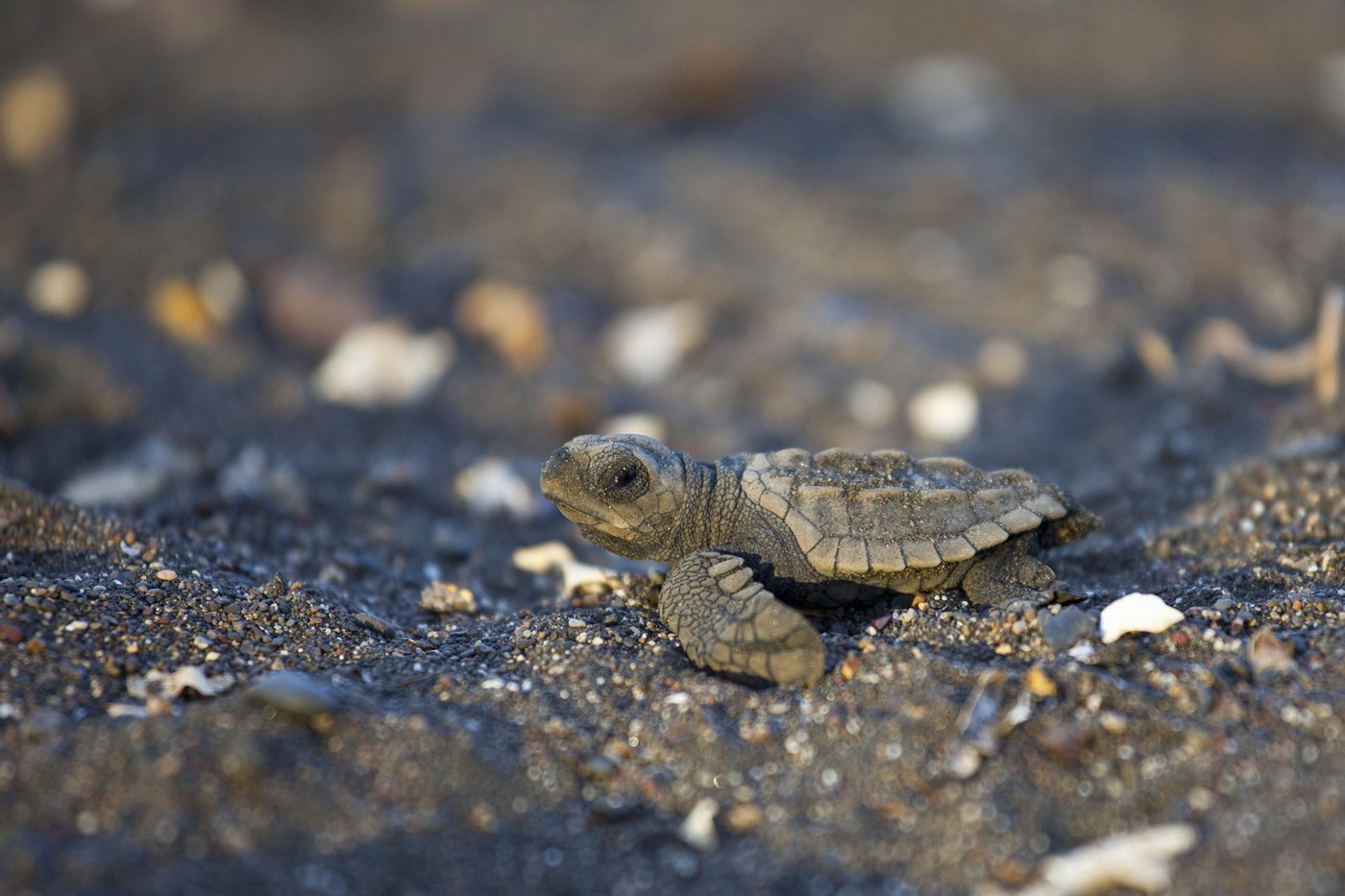 Endangered sea turtle populations show signs of recovery in more than half the world, survey finds | iNFOnews.ca