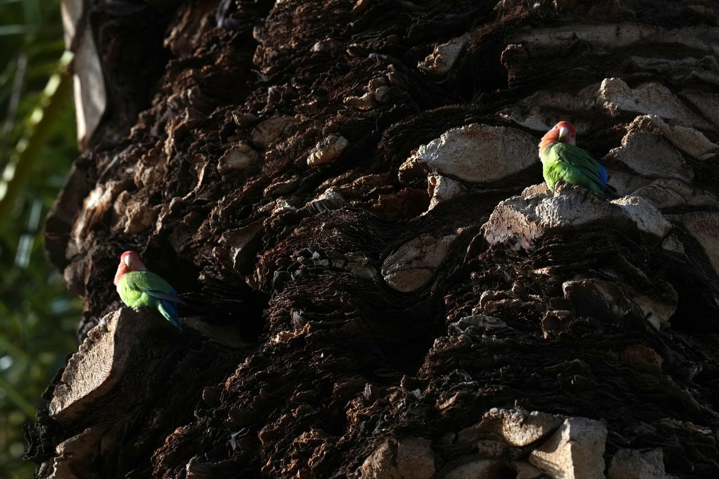 What we can learn from lovebirds, the rare birds that mate for life | iNFOnews.ca What we can learn from lovebirds, the rare birds that mate for life | iNFOnews.ca