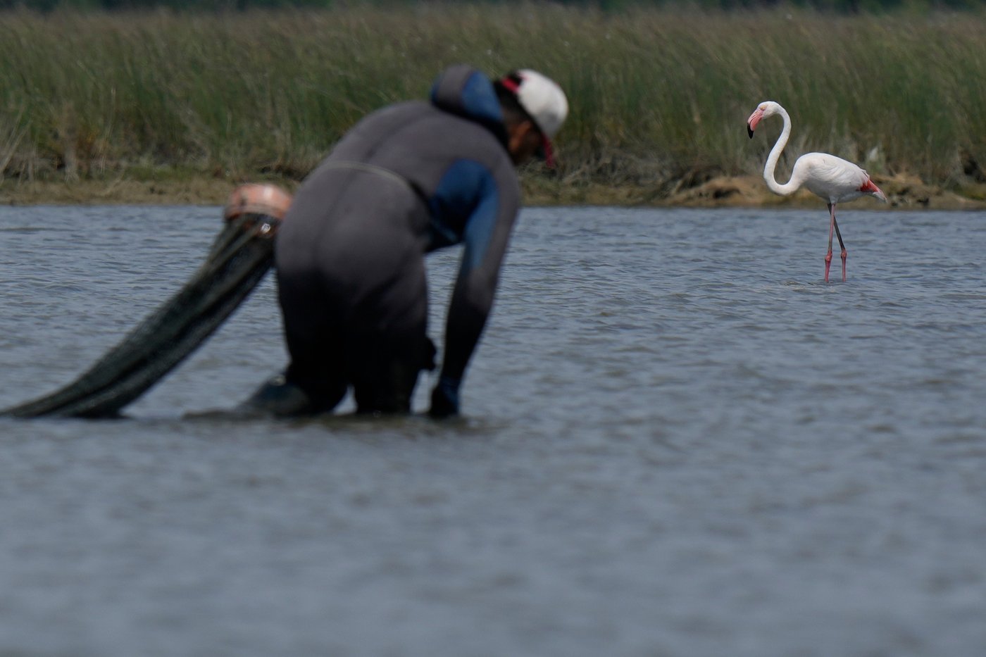 Venice’s growing flamingo population finds refuge in recovering wetlands | iNFOnews.ca