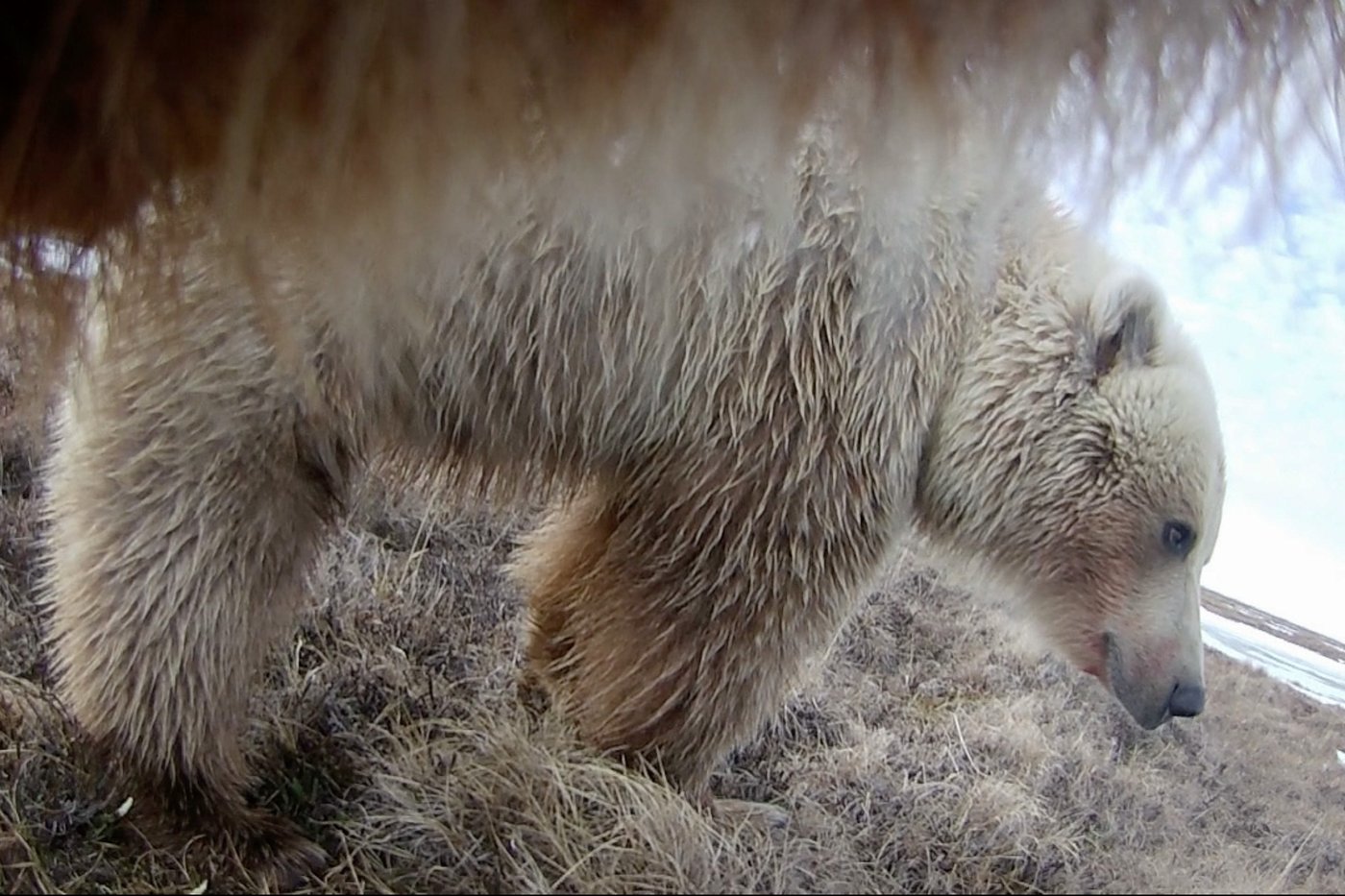 Collar cams offer a bear's eye view into the lives of grizzlies on Alaska's desolate North Slope | iNFOnews.ca Collar cams offer a bear's eye view into the lives of grizzlies on Alaska's desolate North Slope | iNFOnews.ca