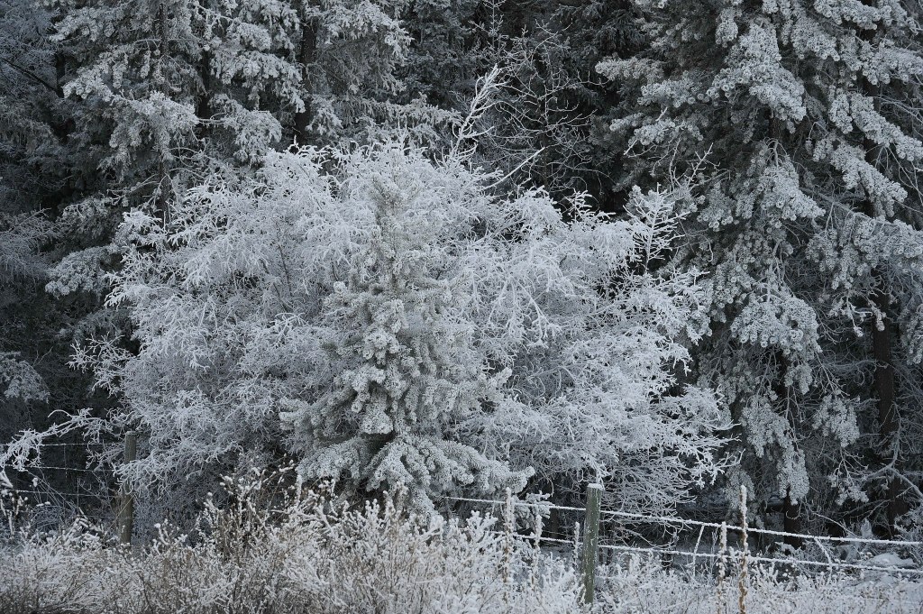 iN PHOTOS: Patterns in the ice during a mild Southern Interior winter | iNFOnews.ca
