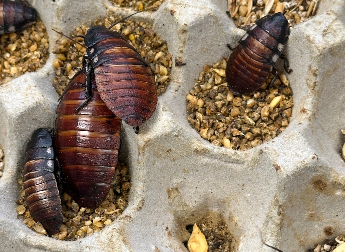 Australian cockroach kingpin caught with 100,000 illegal insects in record bug bust | iNFOnews.ca Australian cockroach kingpin caught with 100,000 illegal insects in record bug bust | iNFOnews.ca
