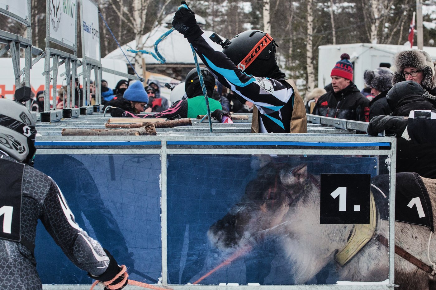 Photos show Salla Porocup reindeer sprint racing event in Finland | iNFOnews.ca