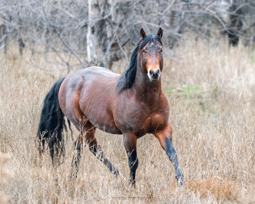 iN PHOTOS: South Okanagan animals making most of mild winter | iNFOnews.ca