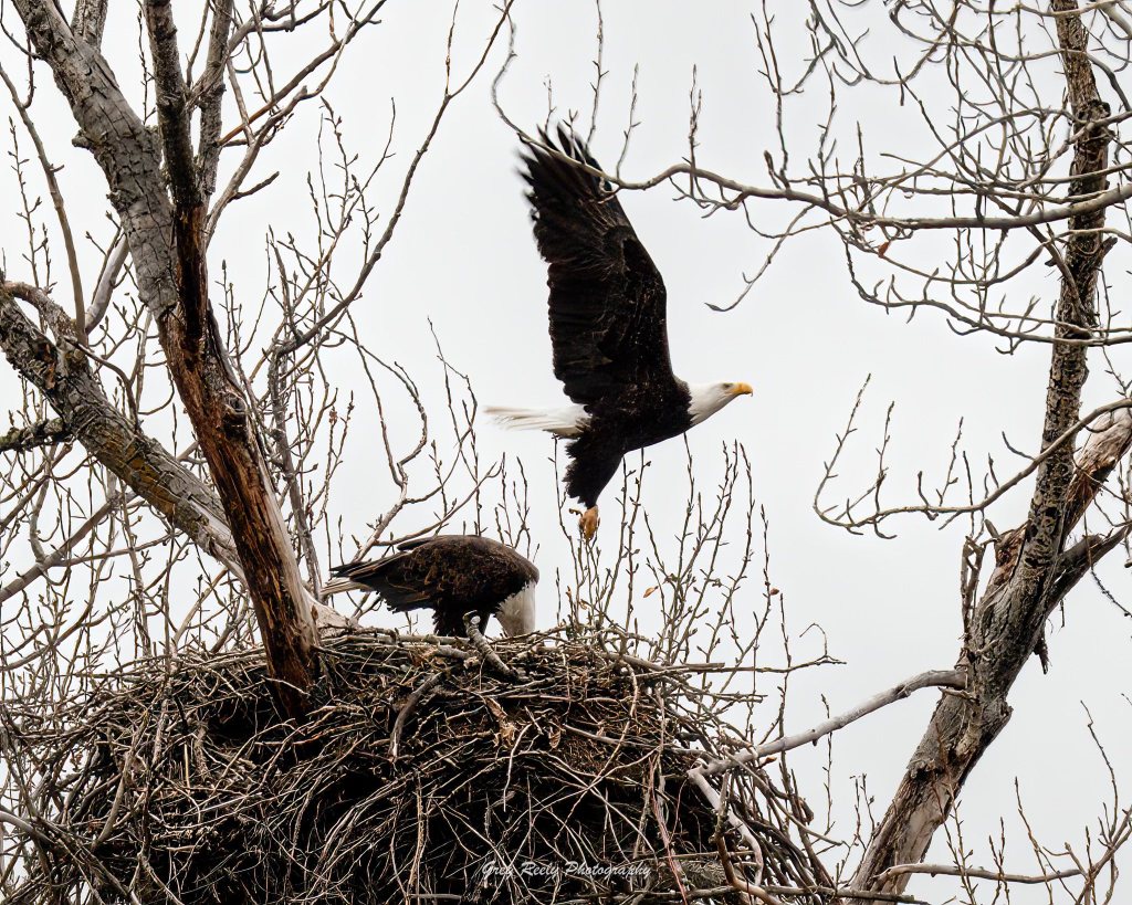 iN PHOTOS: South Okanagan animals making most of mild winter | iNFOnews.ca