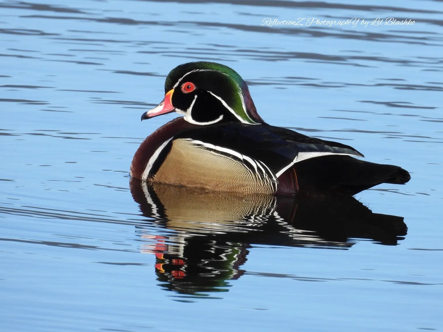 A male wood duck paddles on a calm lake.