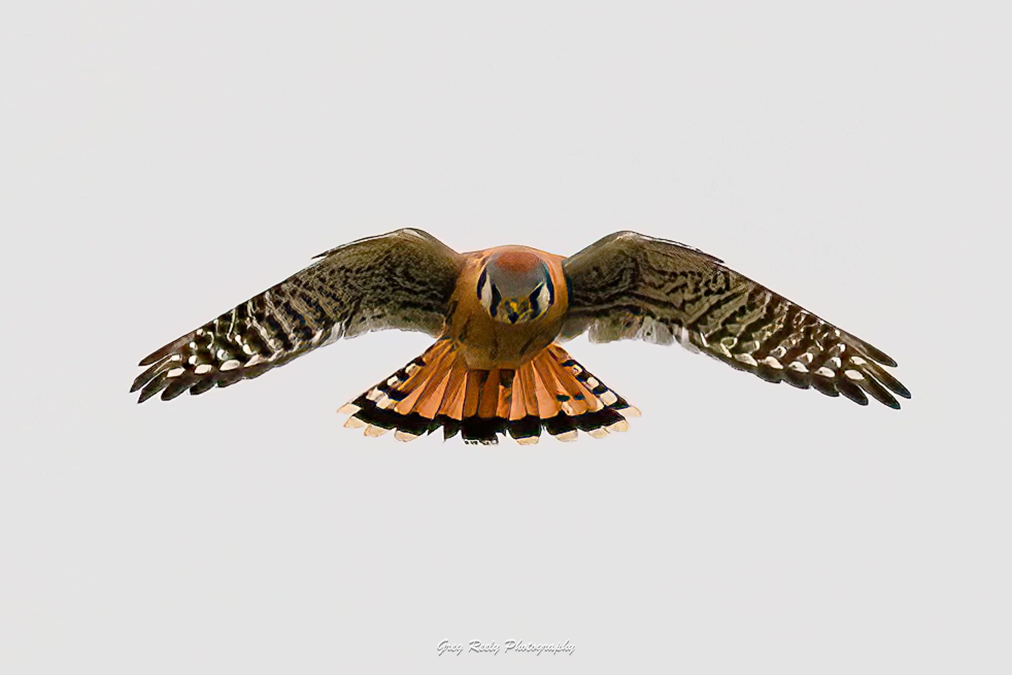 A diving hawk.