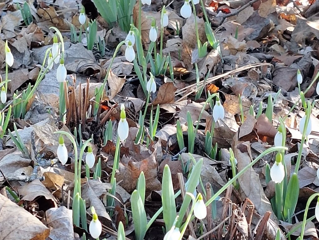 iN PHOTOS: A stroll through the historic Summerland Ornamental Gardens | iNFOnews.ca