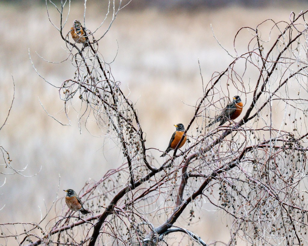 iN PHOTOS: South Okanagan animals making most of mild winter | iNFOnews.ca