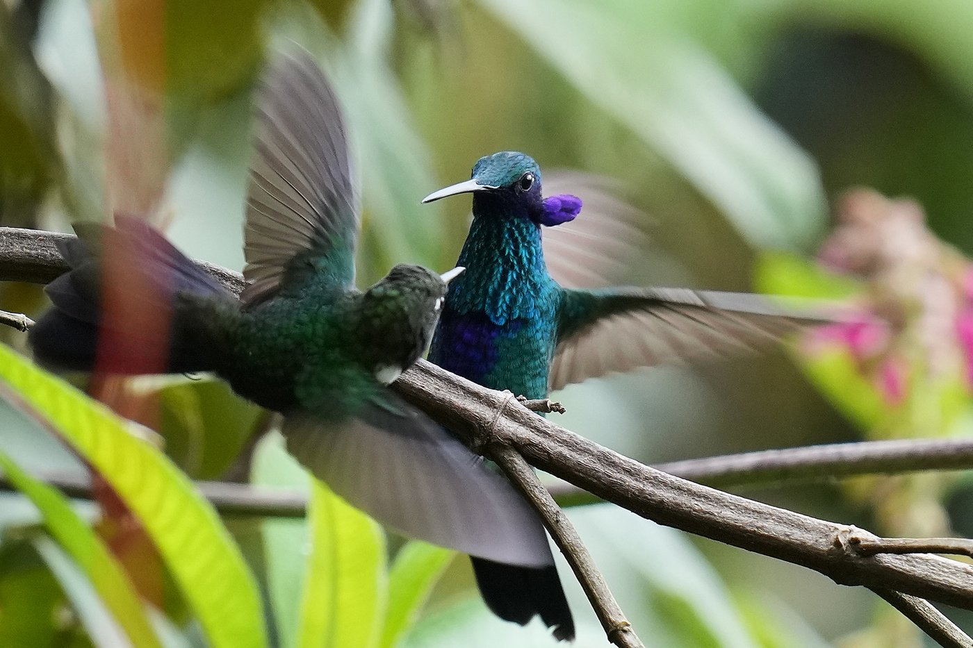 An ancient forest in Ecuador is the last stand for a tiny hummingbird facing extinction | iNFOnews.ca An ancient forest in Ecuador is the last stand for a tiny hummingbird facing extinction | iNFOnews.ca