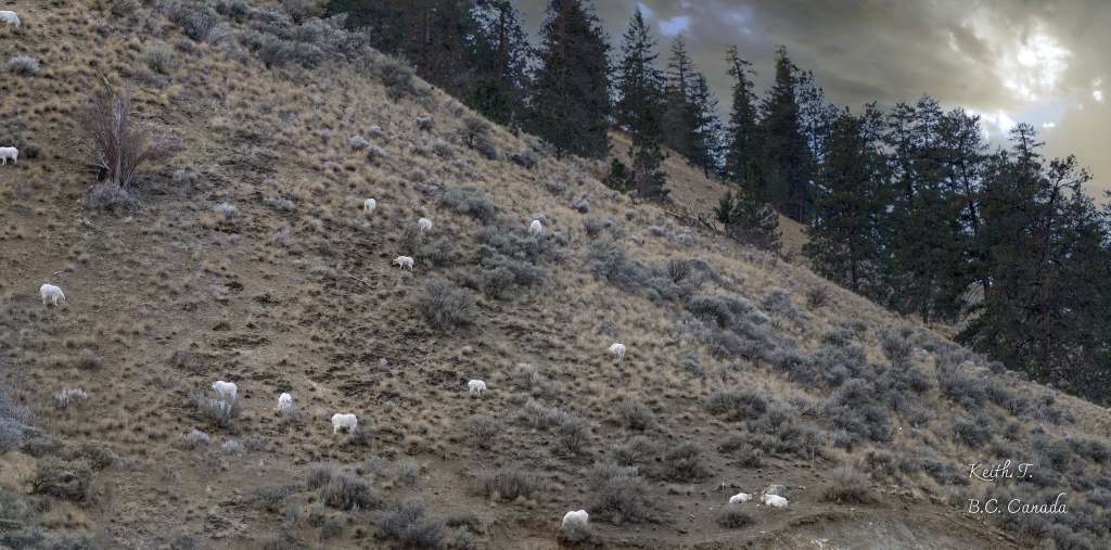 iN PHOTOS: Summerland photographer capturing mountain goats for 20 years | iNFOnews.ca