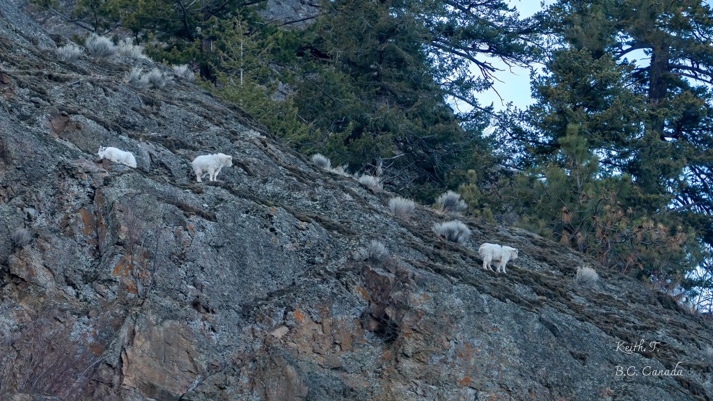 iN PHOTOS: Summerland photographer capturing mountain goats for 20 years | iNFOnews.ca