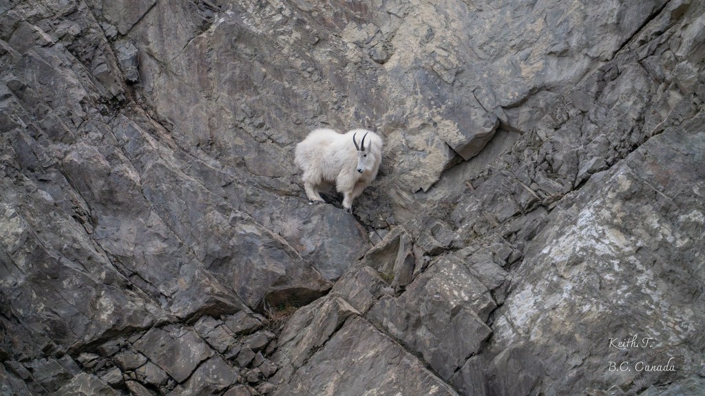 iN PHOTOS: Summerland photographer capturing mountain goats for 20 years | iNFOnews.ca