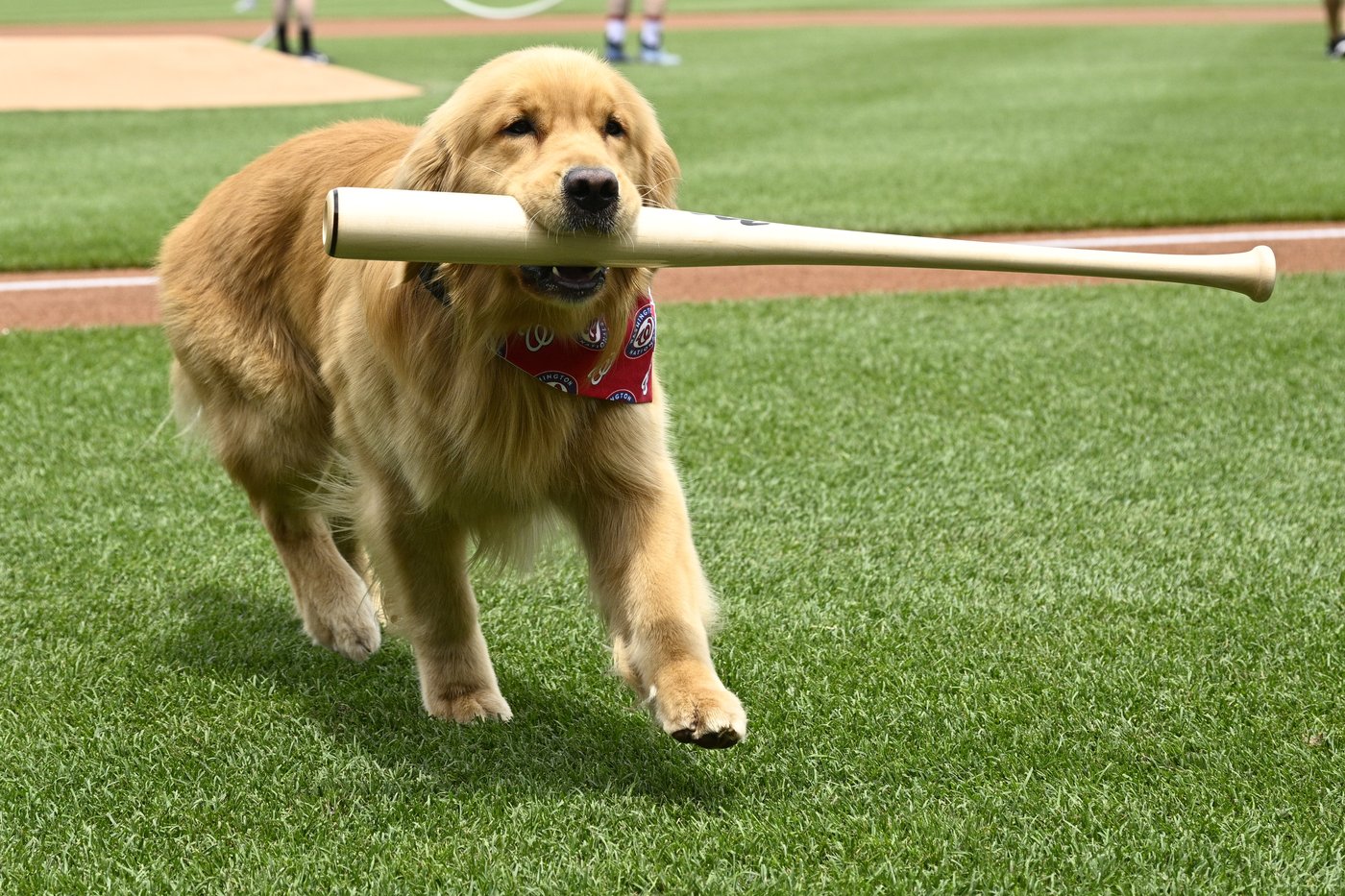 Nationals' bat-retrieving dog Bruce laps up pregame attention, makes MLB debut | iNFOnews.ca