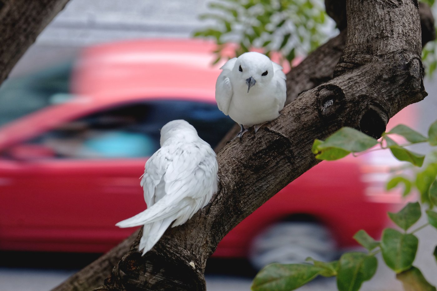 How a seabird native to Hawaii has adapted to life in Honolulu's concrete jungle | iNFOnews.ca How a seabird native to Hawaii has adapted to life in Honolulu's concrete jungle | iNFOnews.ca