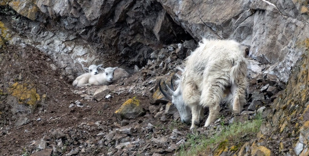 iN PHOTOS: Summerland photographer capturing mountain goats for 20 years | iNFOnews.ca