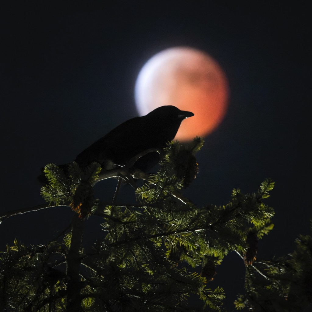iN PHOTOS: Blood-red moon and total lunar eclipse | iNFOnews.ca