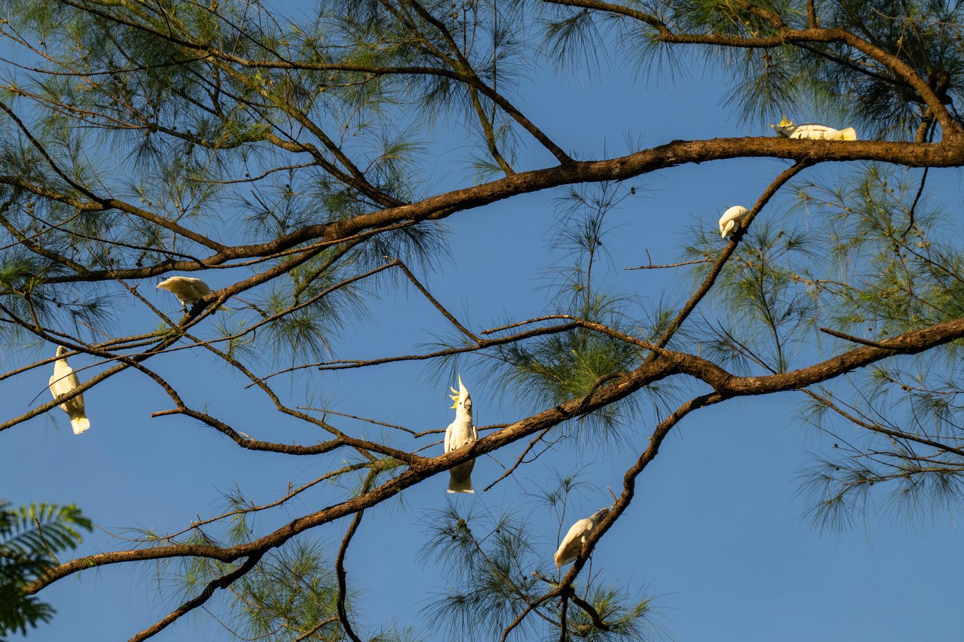 One of the rarest birds in the world finds a city sanctuary in Hong Kong | iNFOnews.ca