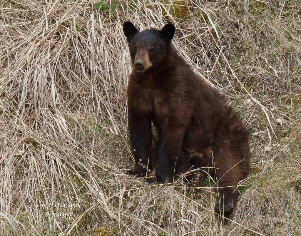 iN PHOTOS: Comedic photos of Thompson-Okanagan wildlife | iNFOnews.ca iN PHOTOS: Comedic photos of Thompson-Okanagan wildlife | iNFOnews.ca