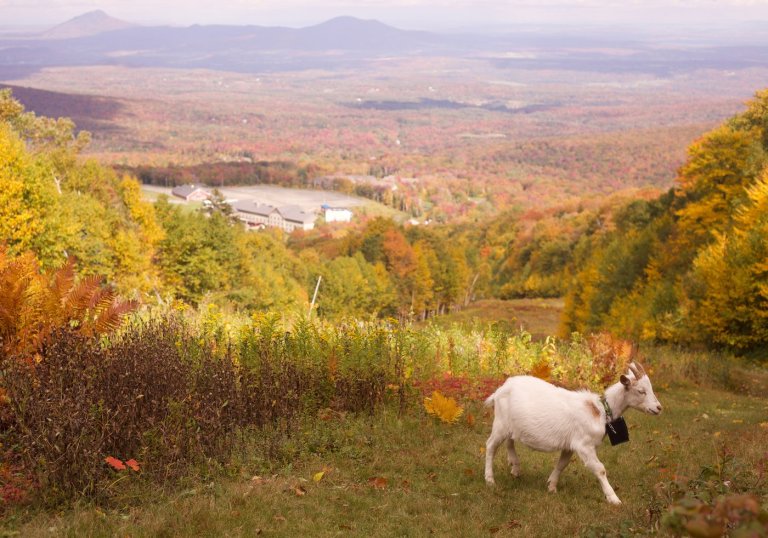 Livestock landscaping: Vermont ski areas employ goats and sheep to clear the slopes | iNFOnews.ca