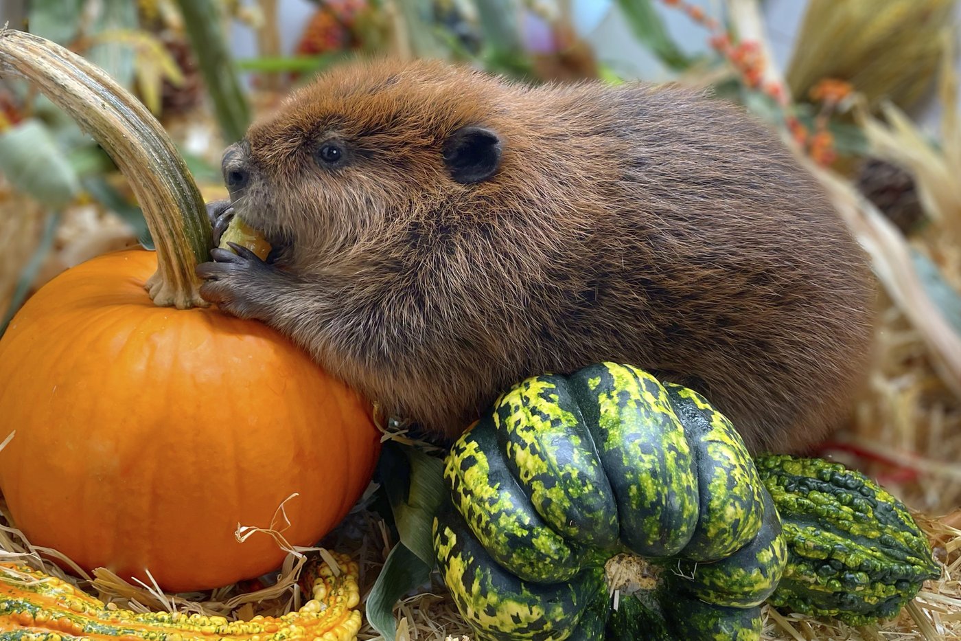 Nibi the beaver's fate lands in court as rescuers try to stop her release into the wild | iNFOnews.ca