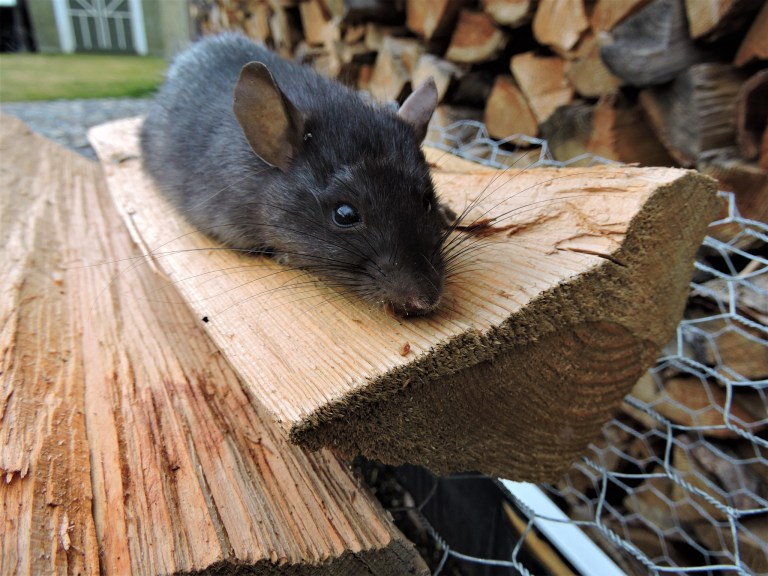 A black rat sits on a wood pile on a residential property.