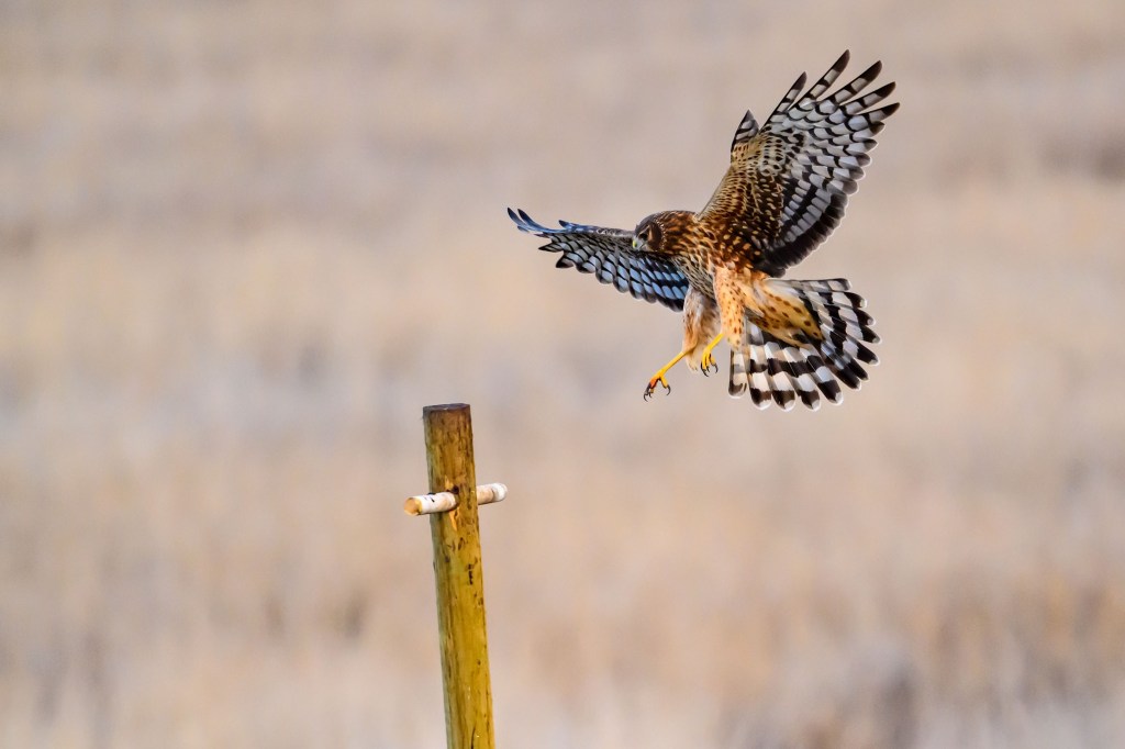 iN PHOTOS: In and around Okanagan, Kamloops wetlands | iNFOnews.ca