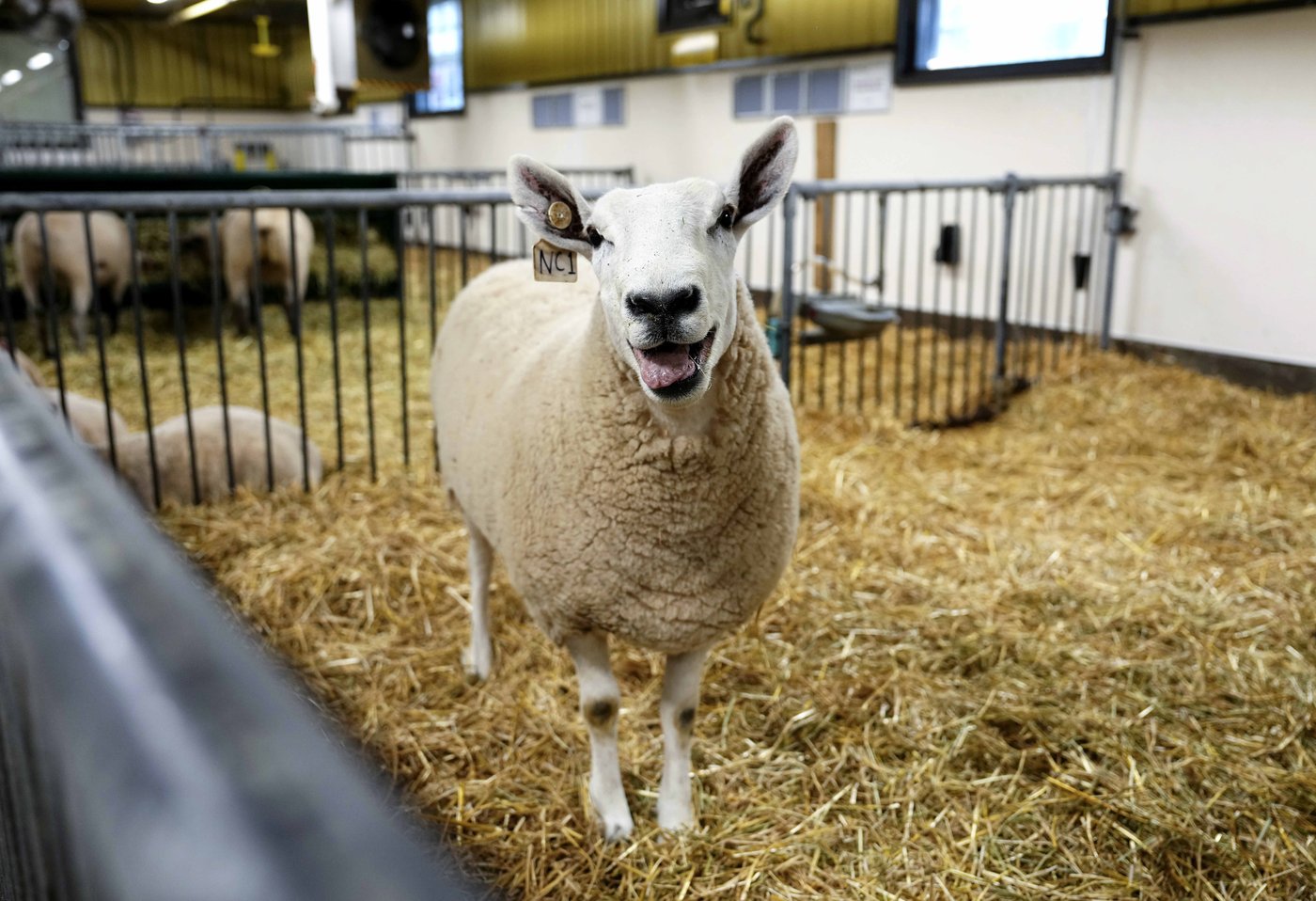 Canadian wool and yarn producers look to untangle themselves from the U.S. | iNFOnews.ca Canadian wool and yarn producers look to untangle themselves from the U.S. | iNFOnews.ca