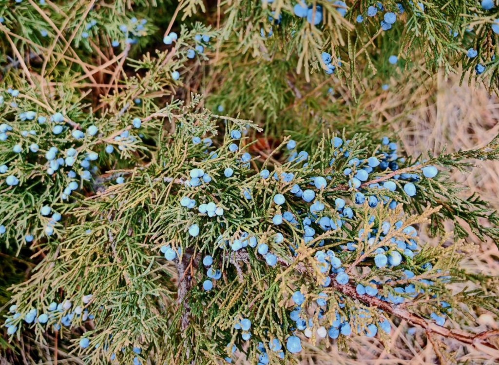 iN PHOTOS: A stroll through the historic Summerland Ornamental Gardens | iNFOnews.ca