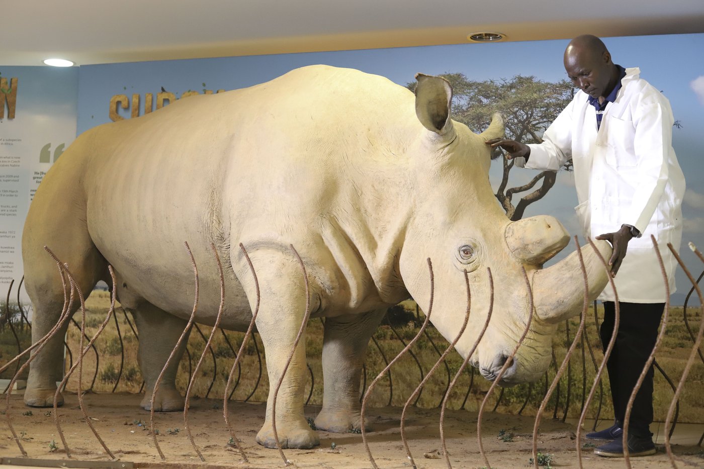 The number of rhinos is slightly up but poaching has increased too | iNFOnews.ca