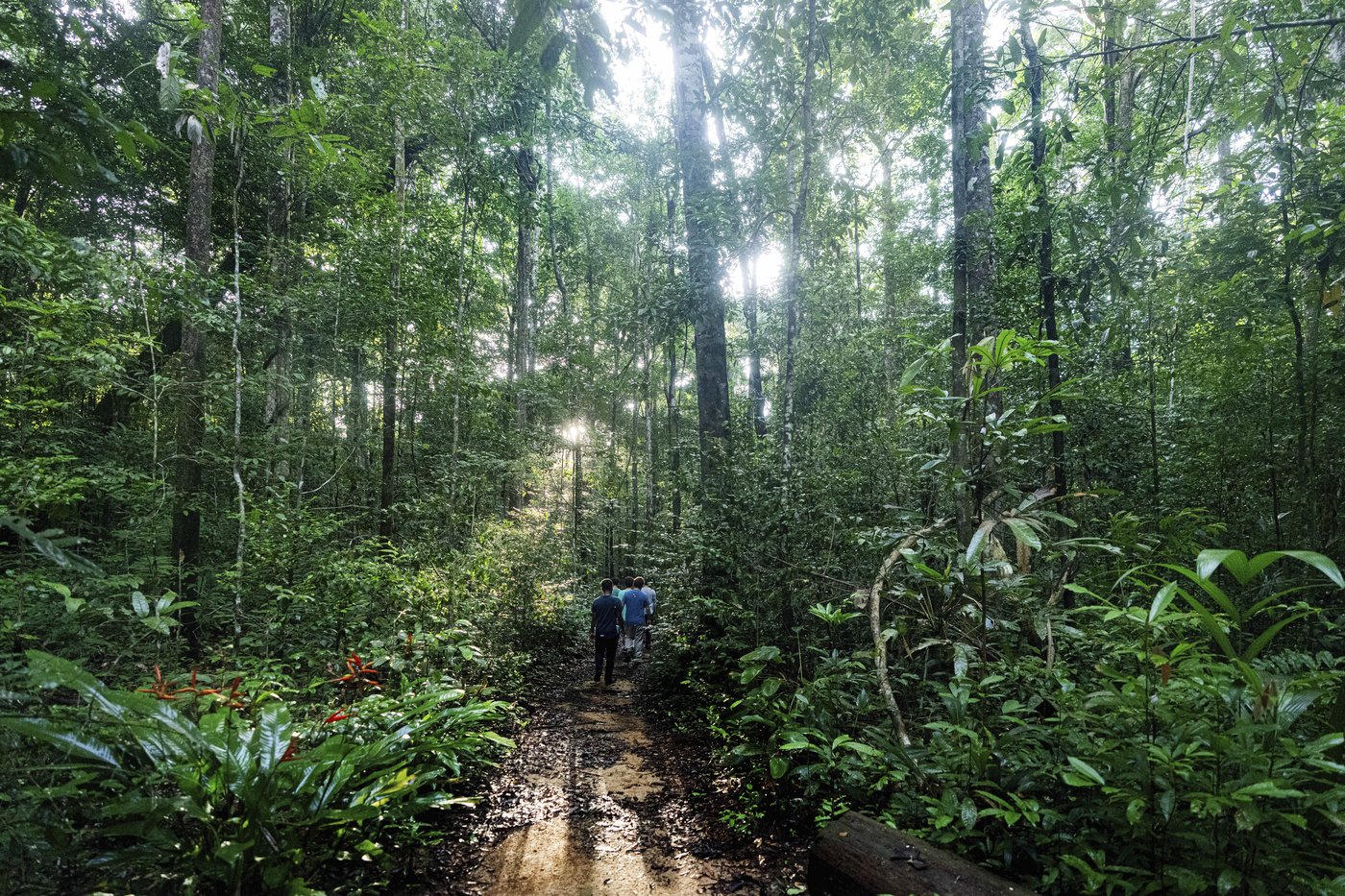 What would happen if the Amazon rainforest dried out? This decades-long experiment has some answers | iNFOnews.ca