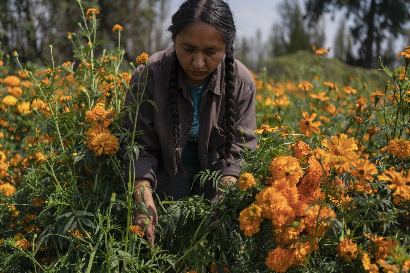 Mexico City’s floating gardens have fed people for hundreds of years. Now they’re threatened | iNFOnews.ca