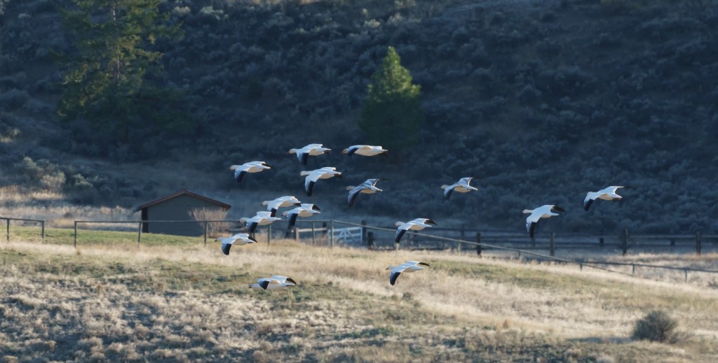 iN PHOTOS: Migrating snow geese pause on property near Kamloops | iNFOnews.ca