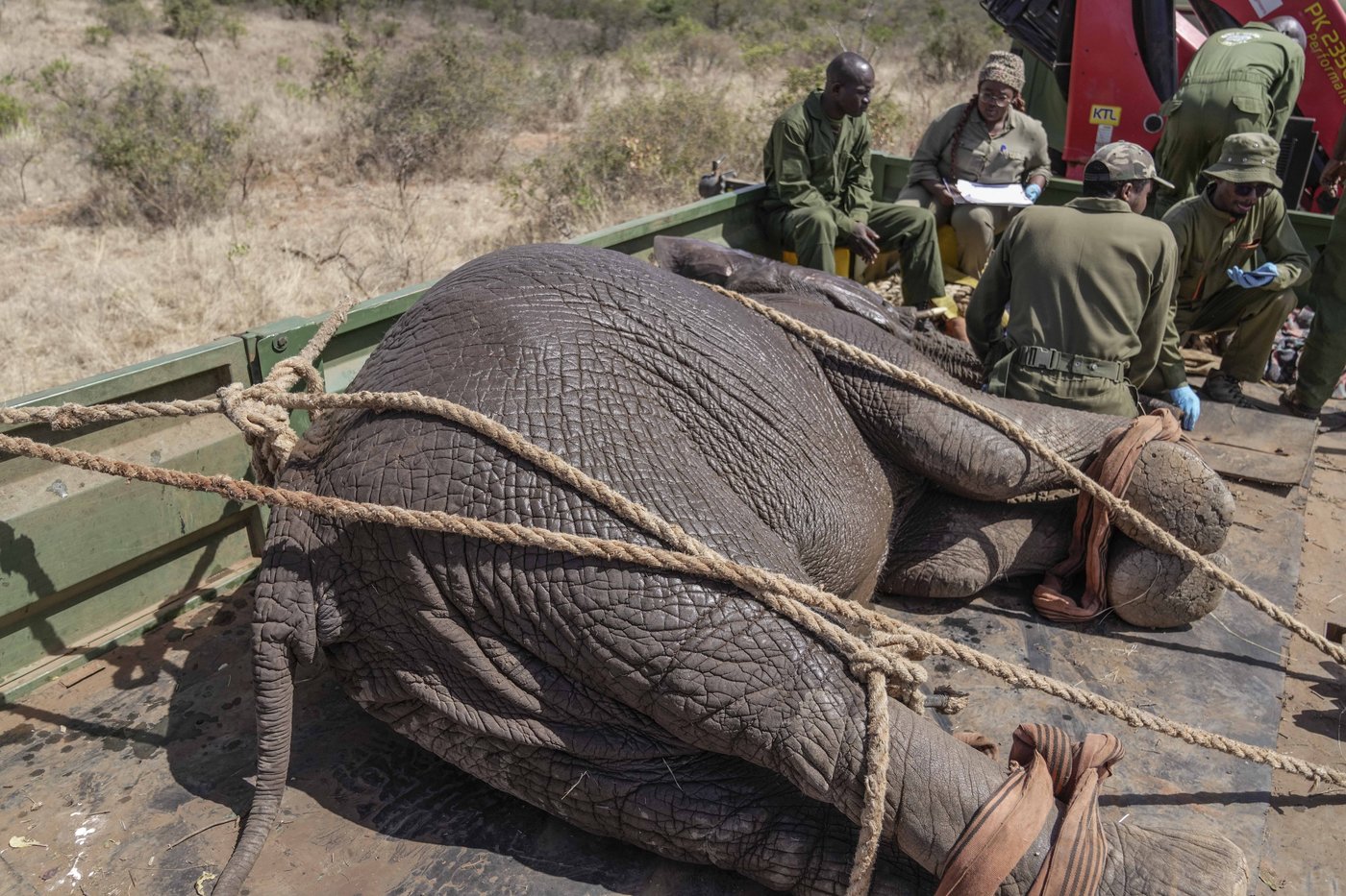 Kenya moves 50 elephants to a larger park, says it's a sign poaching is low | iNFOnews.ca Kenya moves 50 elephants to a larger park, says it's a sign poaching is low | iNFOnews.ca