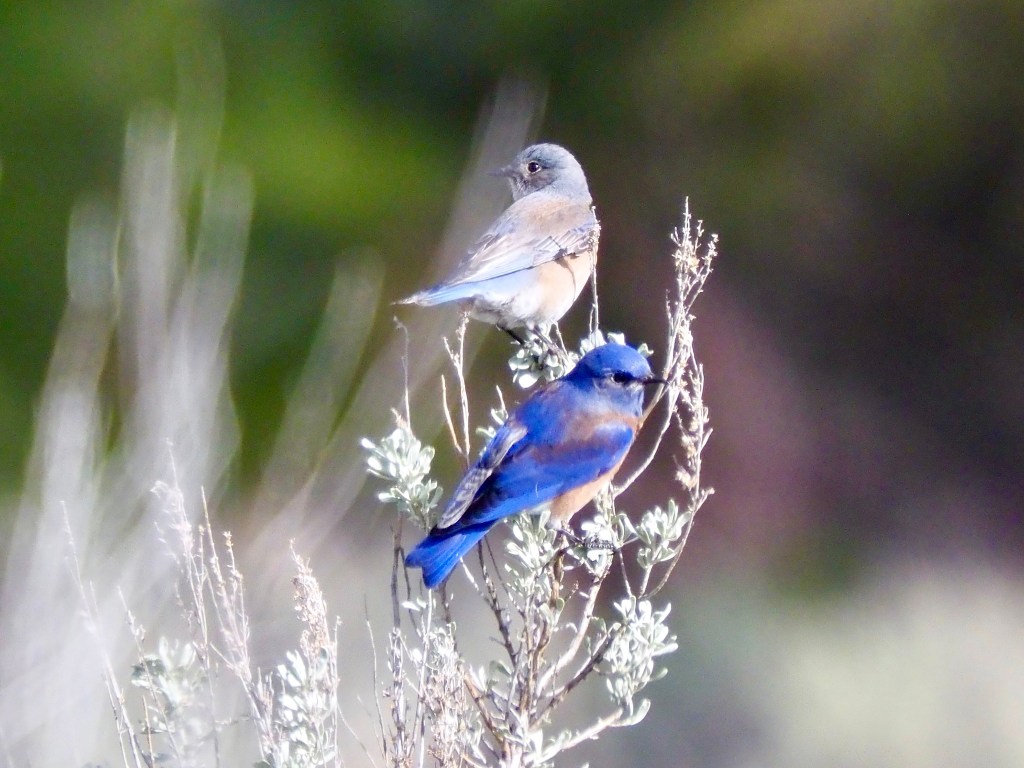 iN PHOTOS: Birds busy courting as spring arrives in Kamloops, Okanagan | iNFOnews.ca