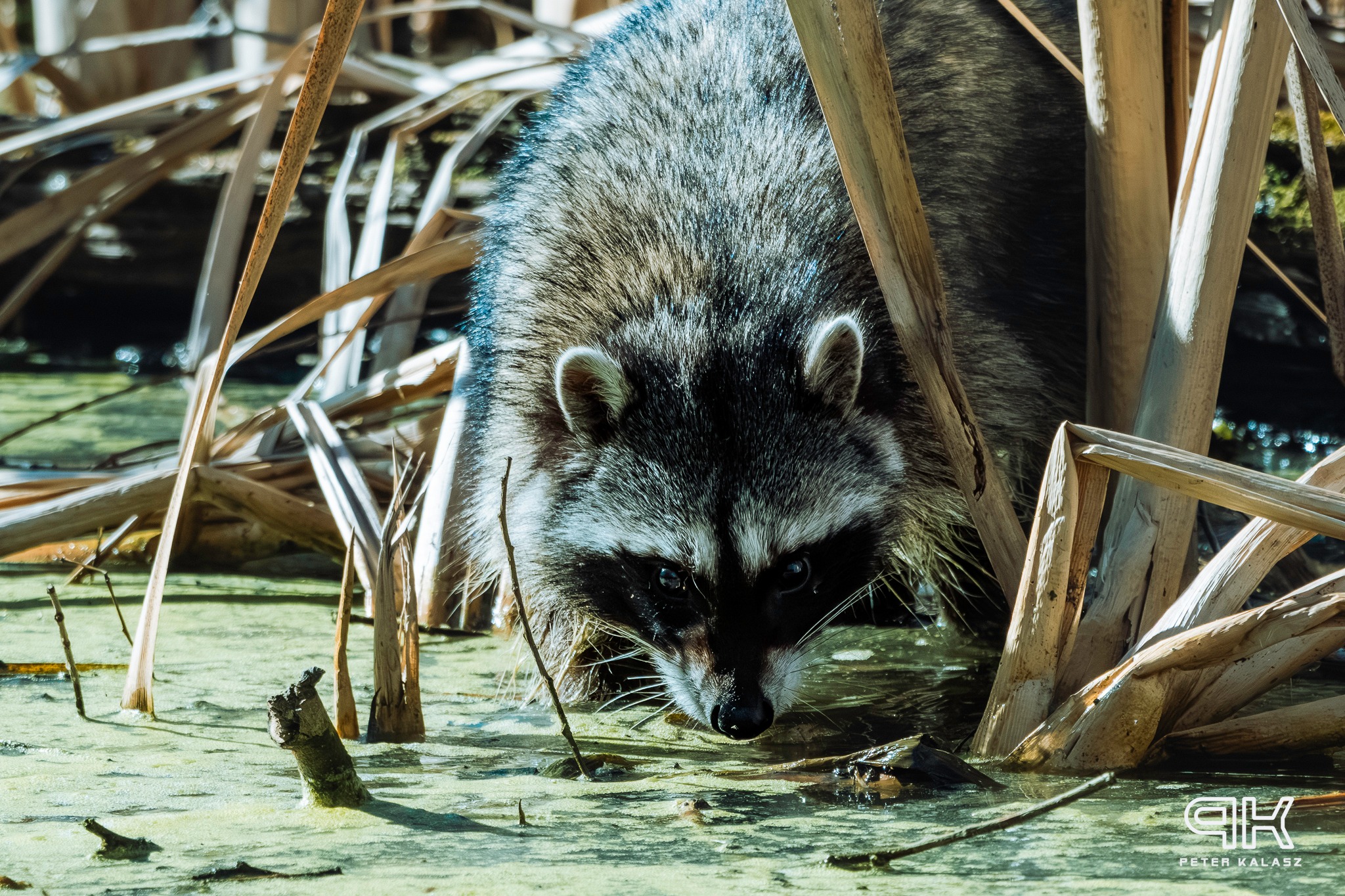 A raccoon wades in a marsh.
