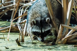 A raccoon wades in a marsh.