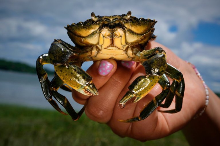 Invasive green crabs are bad for the environment so New Englanders are starting to eat more of them | iNFOnews.ca
