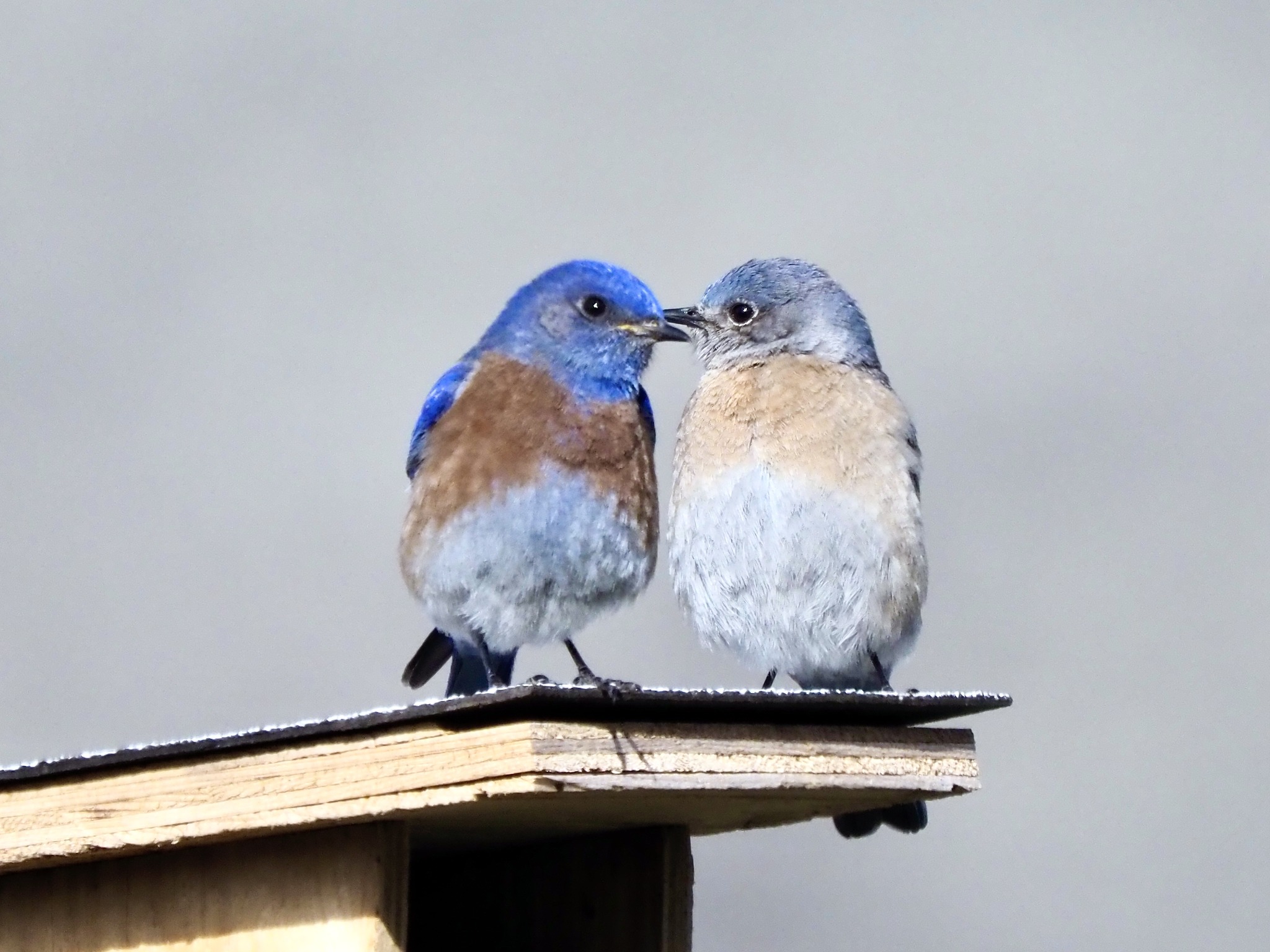 A pair of mountain bluebirds perch on a birdhouse touching beaks.