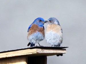 A pair of mountain bluebirds perch on a birdhouse touching beaks.