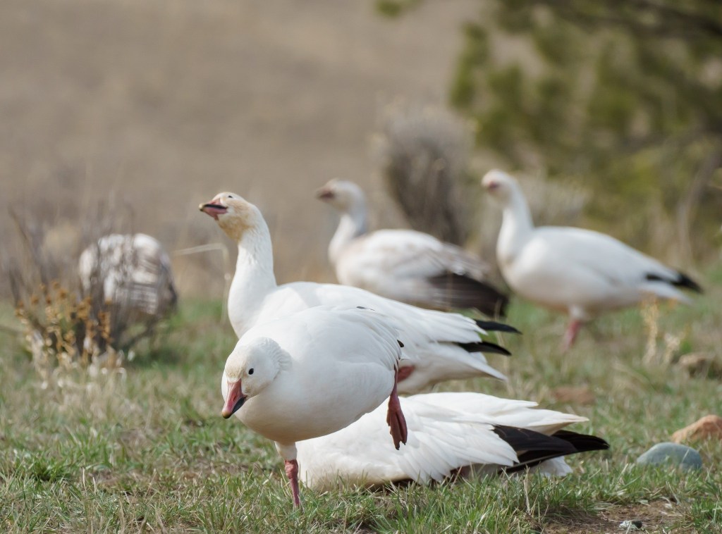 iN PHOTOS: Migrating snow geese pause on property near Kamloops | iNFOnews.ca