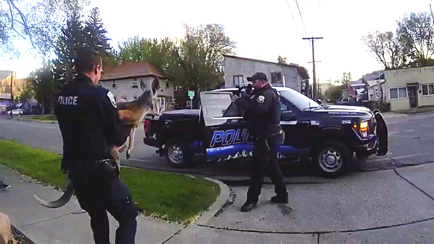 Loose pet kangaroo keeps police hopping - again - in Colorado | iNFOnews.ca Loose pet kangaroo keeps police hopping - again - in Colorado | iNFOnews.ca