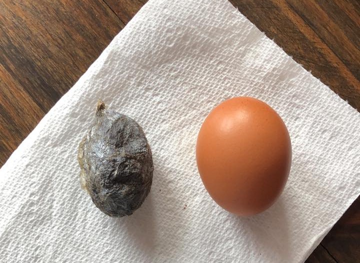 iN PHOTOS: Bizarre looking insects emerge in Thompson-Okanagan | iNFOnews.ca