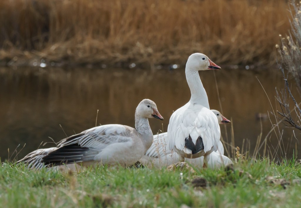 iN PHOTOS: Migrating snow geese pause on property near Kamloops | iNFOnews.ca