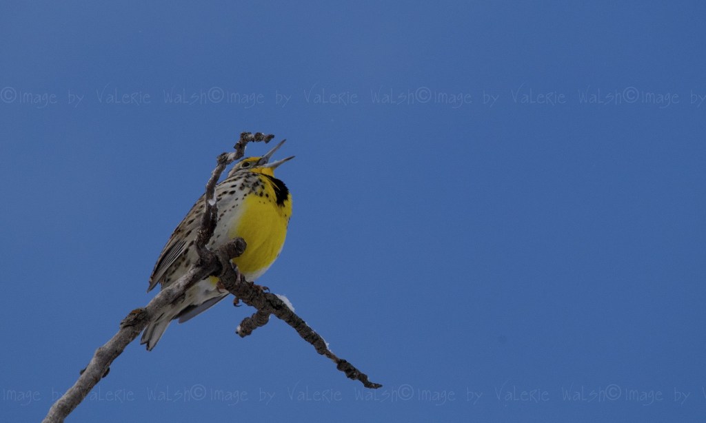 iN PHOTOS: Birds busy courting as spring arrives in Kamloops, Okanagan | iNFOnews.ca