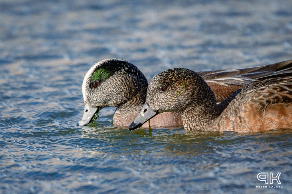 iN PHOTOS: In and around Okanagan, Kamloops wetlands | iNFOnews.ca