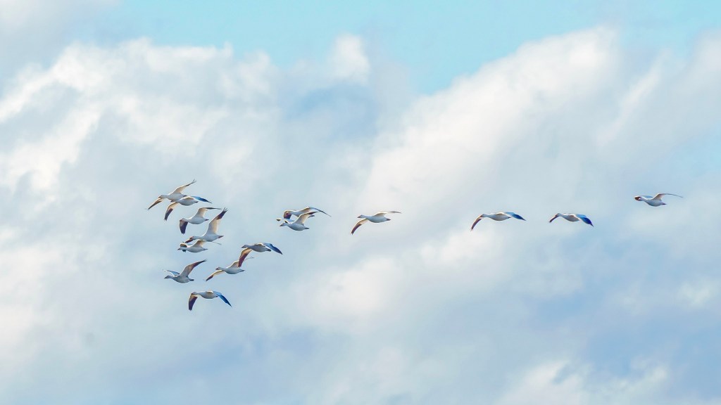 iN PHOTOS: Migrating snow geese pause on property near Kamloops | iNFOnews.ca
