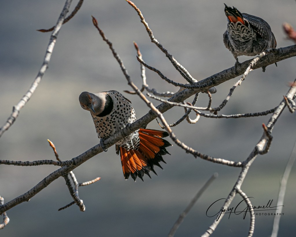 iN PHOTOS: Birds busy courting as spring arrives in Kamloops, Okanagan | iNFOnews.ca